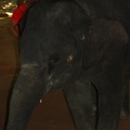 20090417 Half Day Safari - Elephant  26 of 57 
